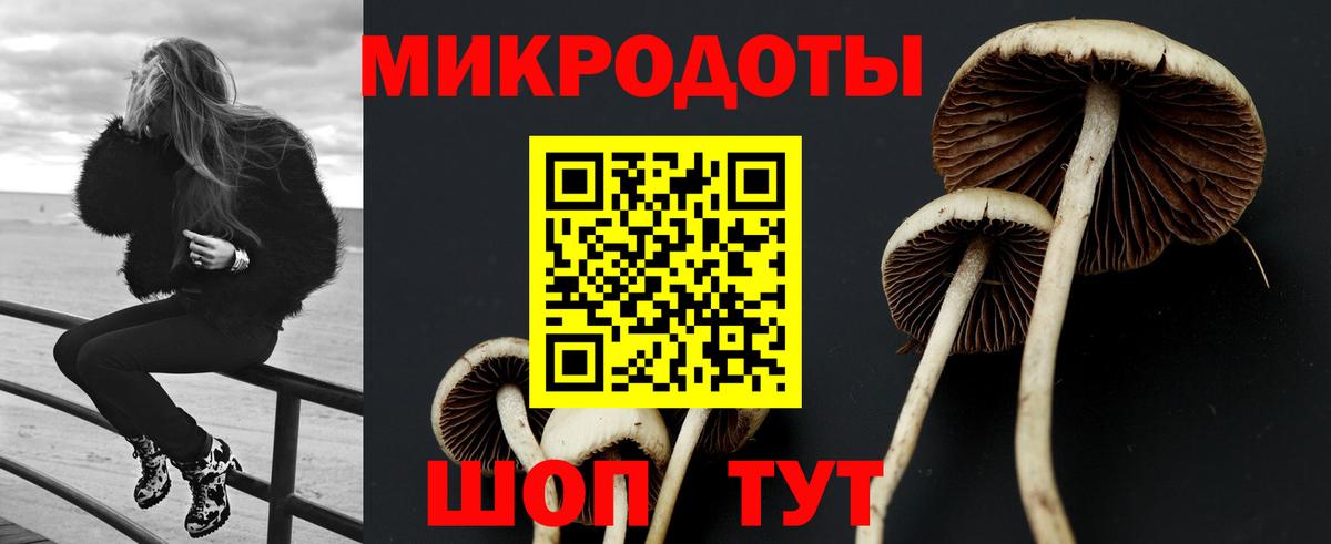 Псилоцибиновые грибы Cubensis Торжок